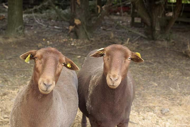 Tente Trappeur Ada, Au Jardin De La Vouivre Saint-Vincent-en-Bresse Εξωτερικό φωτογραφία
